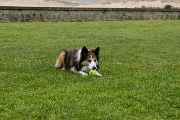 科利宠物狗在草地上玩耍 — 图库照片