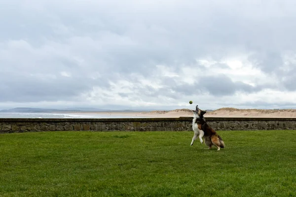 Collie Hund Husdjur Leker Gräset — Stockfoto