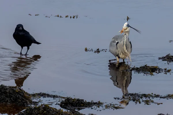Grey Heron River Catching Eating Fish — Stock Photo, Image