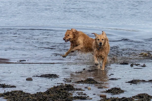 Nahaufnahme Von Liebenswerten Hunden Die Strand Spielen — Stockfoto
