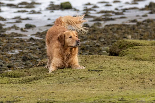 Nahaufnahme Eines Entzückenden Hundes Der Strand Spielt — Stockfoto