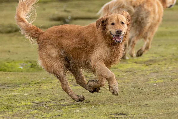 Nahaufnahme Von Liebenswerten Hunden Die Strand Spielen — Stockfoto