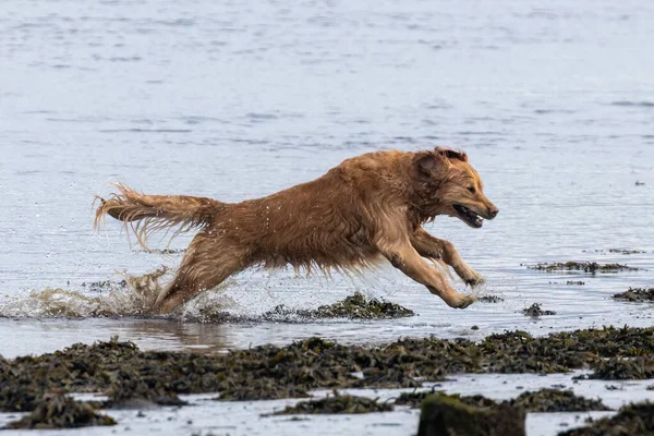 Nahaufnahme Eines Entzückenden Hundes Der Strand Spielt — Stockfoto