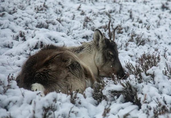凯恩斯峡谷雪地里的驯鹿 — 图库照片