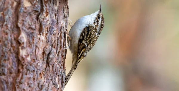 Zbliżenie Strzał Piękny Mały Ptak Naturalnym Tle — Zdjęcie stockowe