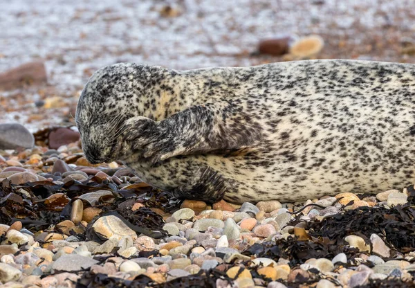 Close Shot Seals Relaxing Beach — Stock Photo, Image