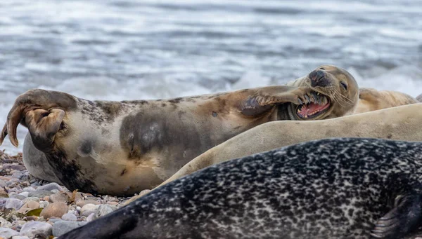 Close Shot Seals Relaxing Beach — Stock Photo, Image