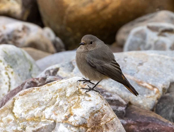 Gros Plan Belle Rare Écosse Redstart Noir Oiseau Sur Fond — Photo