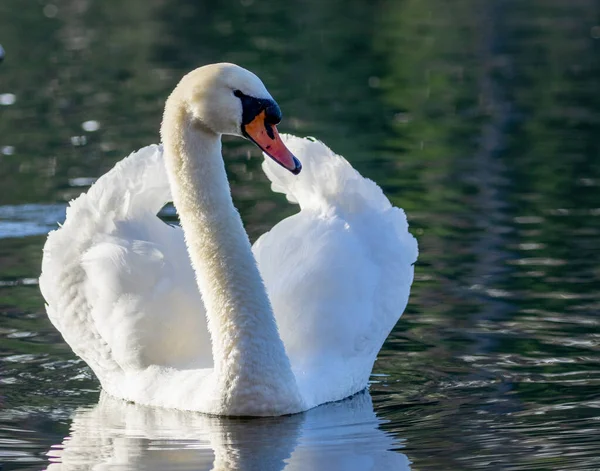Close Shot Beautiful Swan Water — Stock Photo, Image