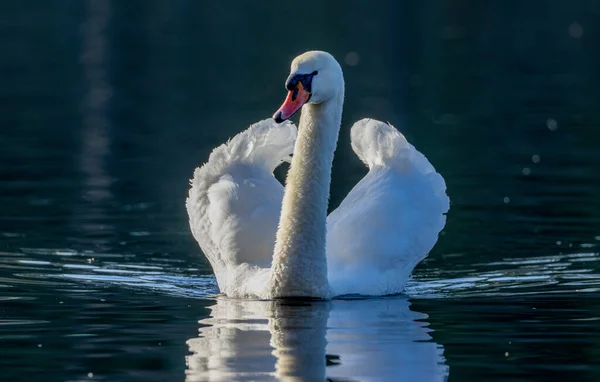 Крупный План Красивого Немого Лебедя Воде — стоковое фото