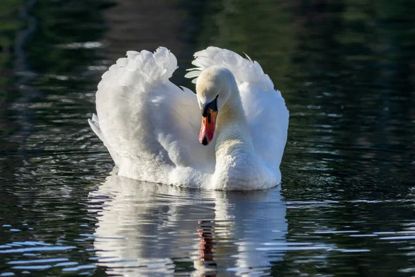 Крупный План Красивого Лебедя Воде — стоковое фото