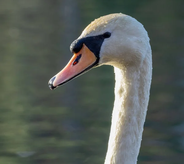 Close Shot Beautiful Mute Swan Water — Stock Photo, Image