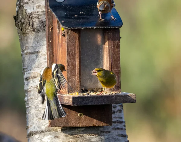 Gros Plan Beaux Petits Oiseaux Sur Fond Naturel — Photo