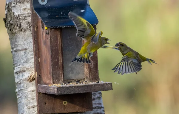 Zbliżenie Strzał Piękne Małe Ptaszki Naturalnym Tle — Zdjęcie stockowe