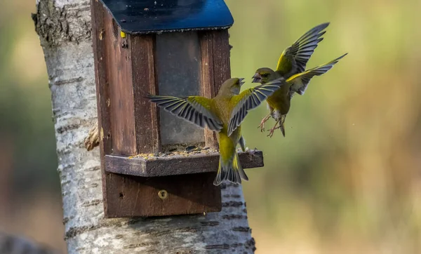 Nahaufnahme Schöner Kleiner Vögel Vor Natürlichem Hintergrund — Stockfoto