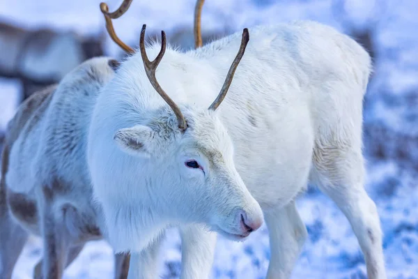 Reindeer Snow Cairngorms — Stock Photo, Image