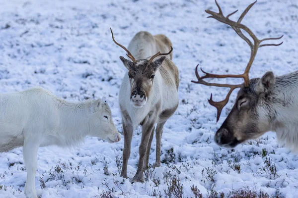 Rendieren Kudde Sneeuw Cairngorms — Stockfoto
