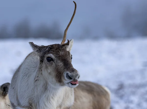 Renifer Śniegu Cairngorms — Zdjęcie stockowe