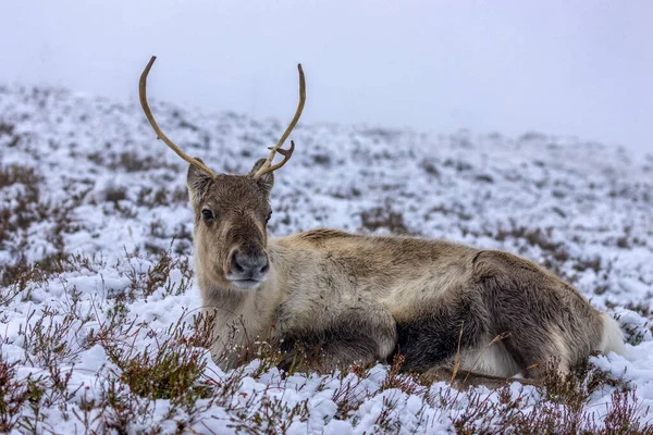 Renifer Śniegu Cairngorms — Zdjęcie stockowe
