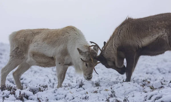 Reindeer Herd Snow Cairngorms — Stock Photo, Image