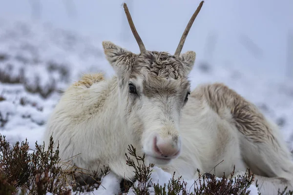 Renna Nella Neve Nella Cairngorms — Foto Stock