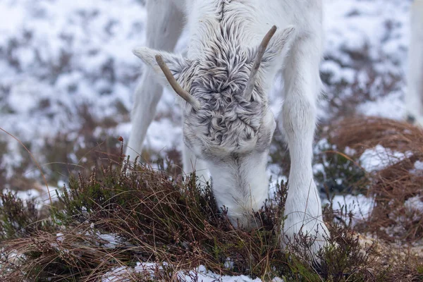 Rendieren Sneeuw Cairngorms — Stockfoto