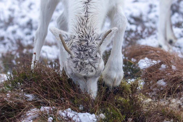 Rendieren Sneeuw Cairngorms — Stockfoto