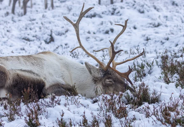 Reindeer Snow Cairngorms — Stock Photo, Image