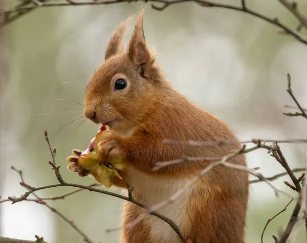 Skotsk Röd Ekorre Äter Bit Äpple — Stockfoto