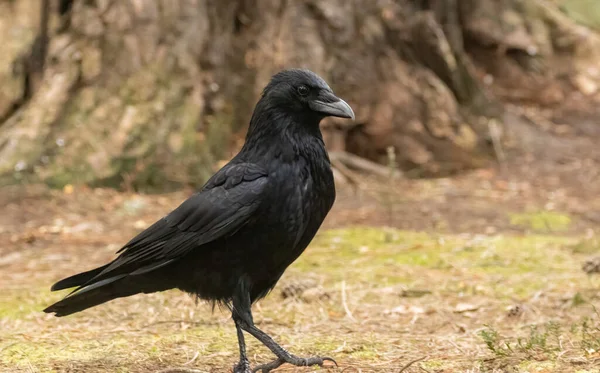 Gran Ave Cuervo Negro Suelo Del Bosque —  Fotos de Stock