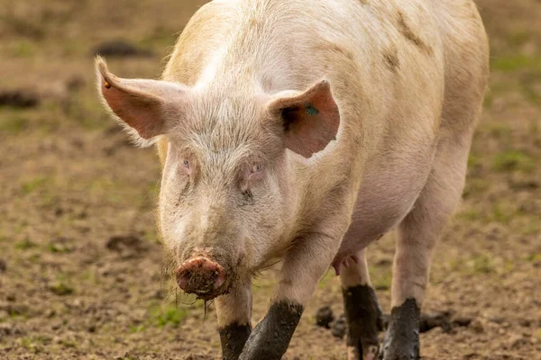 Muddy Pink Sow Pig Field — Stock Photo, Image