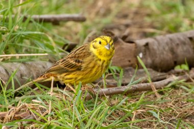 Doğal arka planda güzel küçük kuşun yakın plan çekimi.