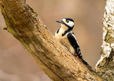 Doğal arka planda güzel küçük kuşun yakın plan çekimi.