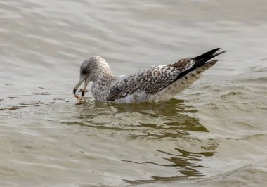 Yavru martı denizde besleniyor.