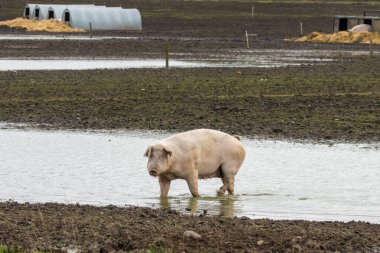 Çamurlu bir arazide suda yürüyen bir domuz.