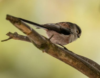 Doğal arka planda güzel küçük kuşun yakın plan çekimi.