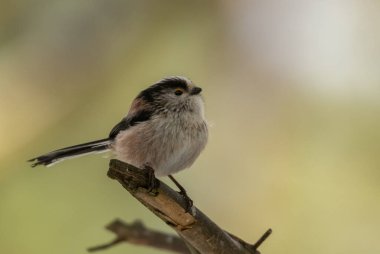 Doğal arka planda güzel küçük kuşun yakın plan çekimi.