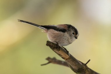 Doğal arka planda güzel küçük kuşun yakın plan çekimi.