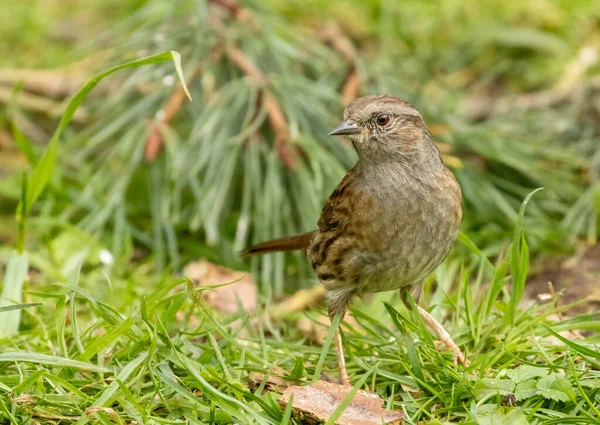 stock image close-up shot of beautiful little bird on natural background