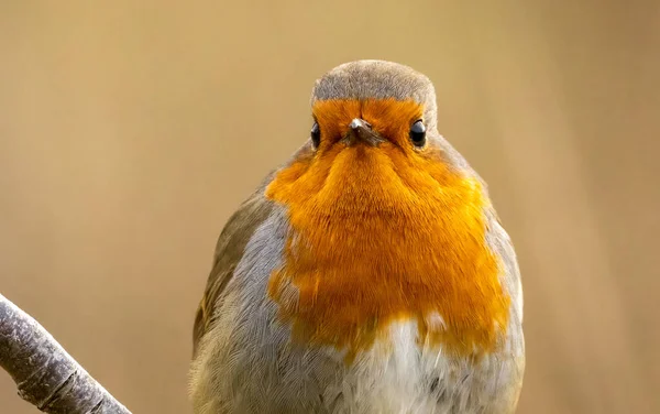 Крупным Планом Красивая Маленькая Птичка Естественном Фоне — стоковое фото