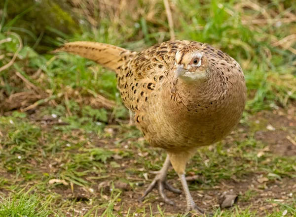 Female Pheasant Looking Food Woodland — Stock Photo, Image