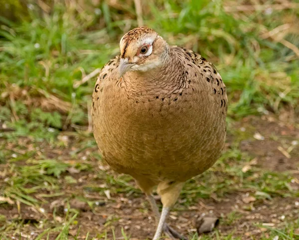 Female Pheasant Looking Food Woodland — Stock Photo, Image