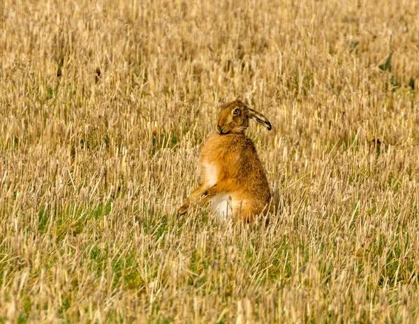 Close Shot Cute Hare Field — Stock Photo, Image