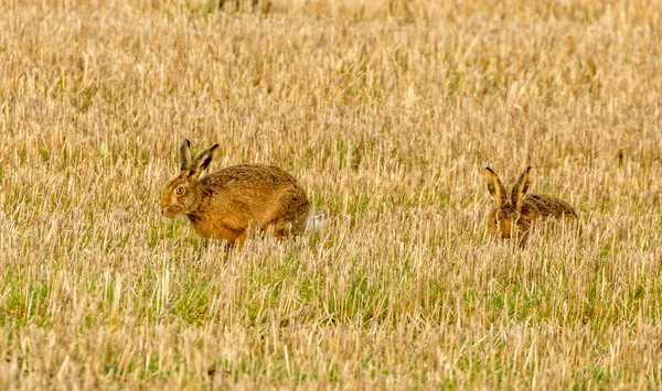 Mad March Hares Hares Boxing Field — Stock Photo, Image
