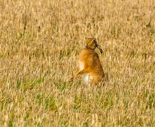 Close Shot Cute Hare Field — Stock Photo, Image