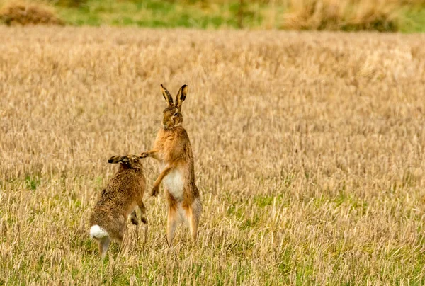 疯狂三月兔 野兔在田里打拳 — 图库照片