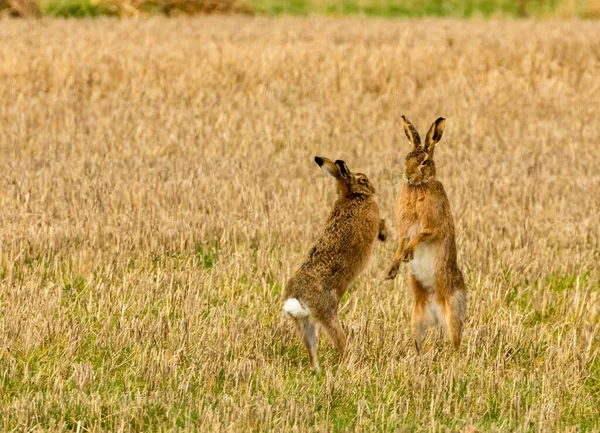 Mad March Hases Hasen Boxen Auf Einem Feld — Stockfoto