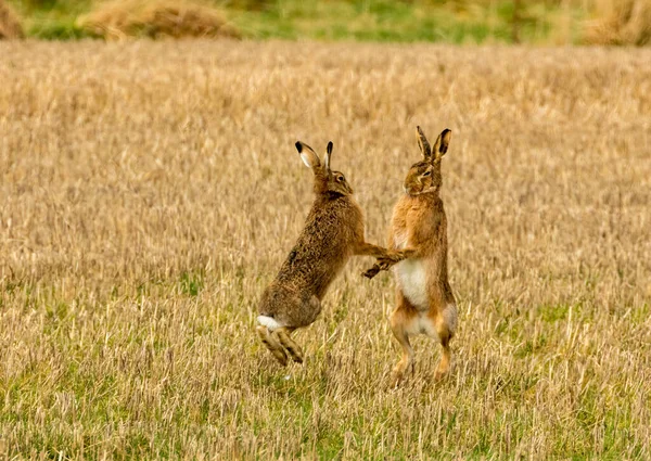 Mad March Hares Hares Πυγμαχία Ένα Πεδίο — Φωτογραφία Αρχείου