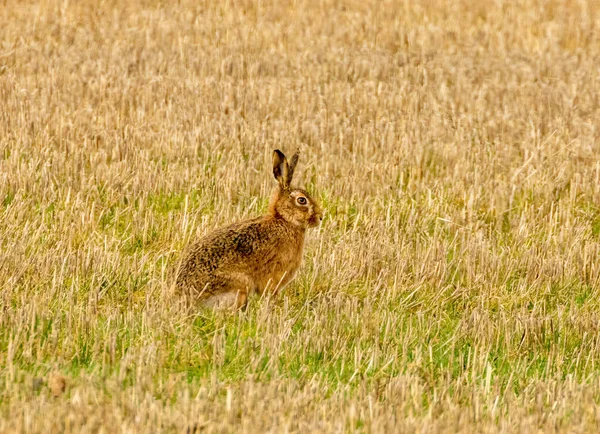 Mad March Hares Hares Boxing Field — Stok Foto