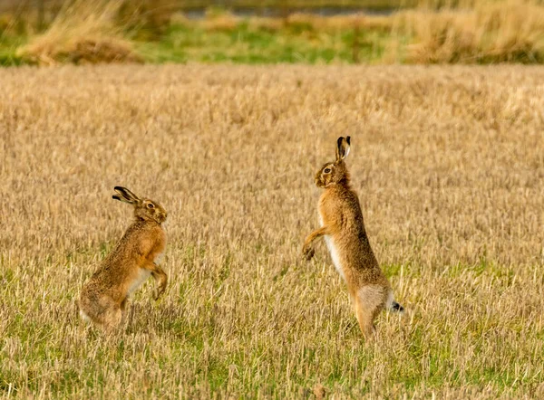 Çılgın Mart Tavşanları Tarlada Boks Yapan Tavşanlar — Stok fotoğraf